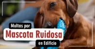 multar por tener mascota